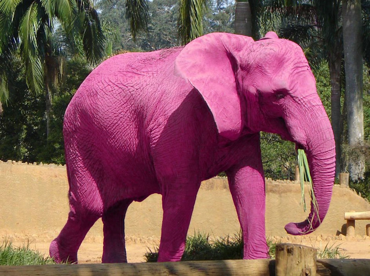 teste hipnose elefante rosa